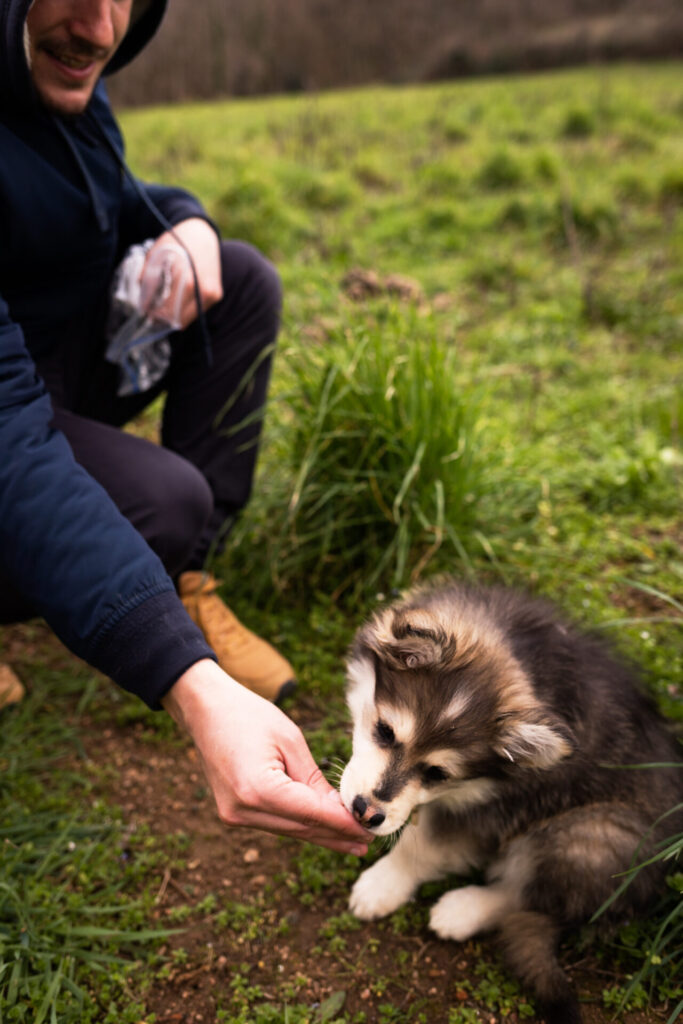 Photographe professionnel reportage entreprise animaux lyon